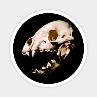 Dino Predator Skull Magnet